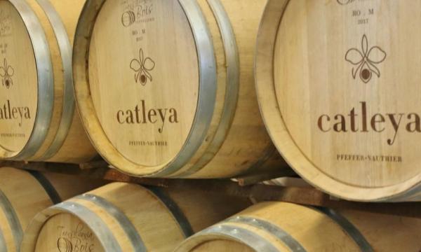 Domeniul Catleya - Mehedinți