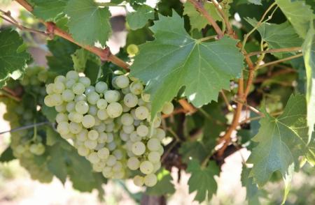Feteasca Regala - Freshness with heritage