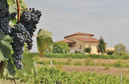 Schimbările climatice și vinul: Cum încălzirea globală redefinește cultivarea viței de vie și producția de vin