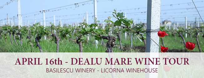 dealu mare wine tour dealu mare wine tour