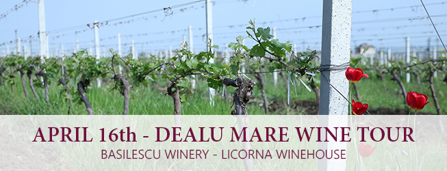 dealu mare wine tour