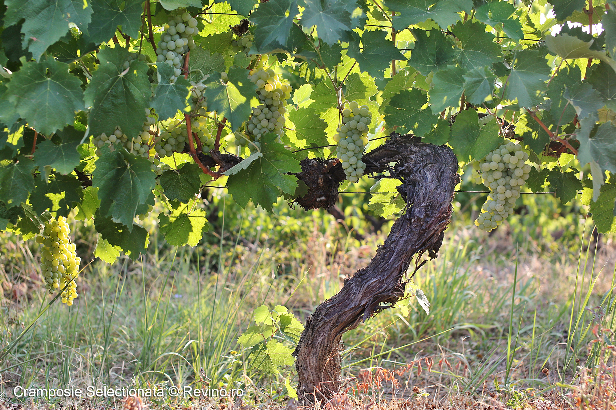 Cramposie Selectionata 2