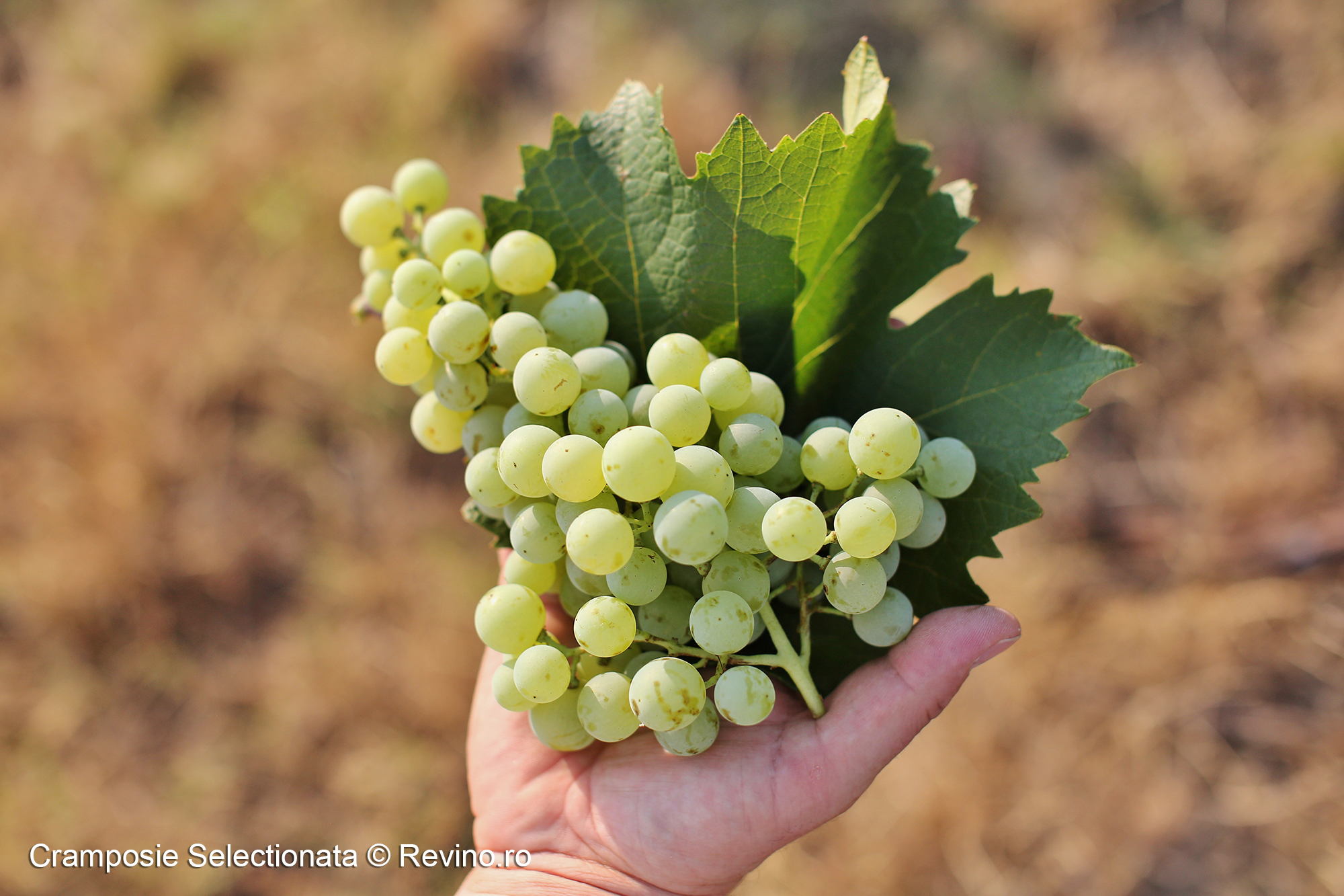 Cramposie Selectionata 3