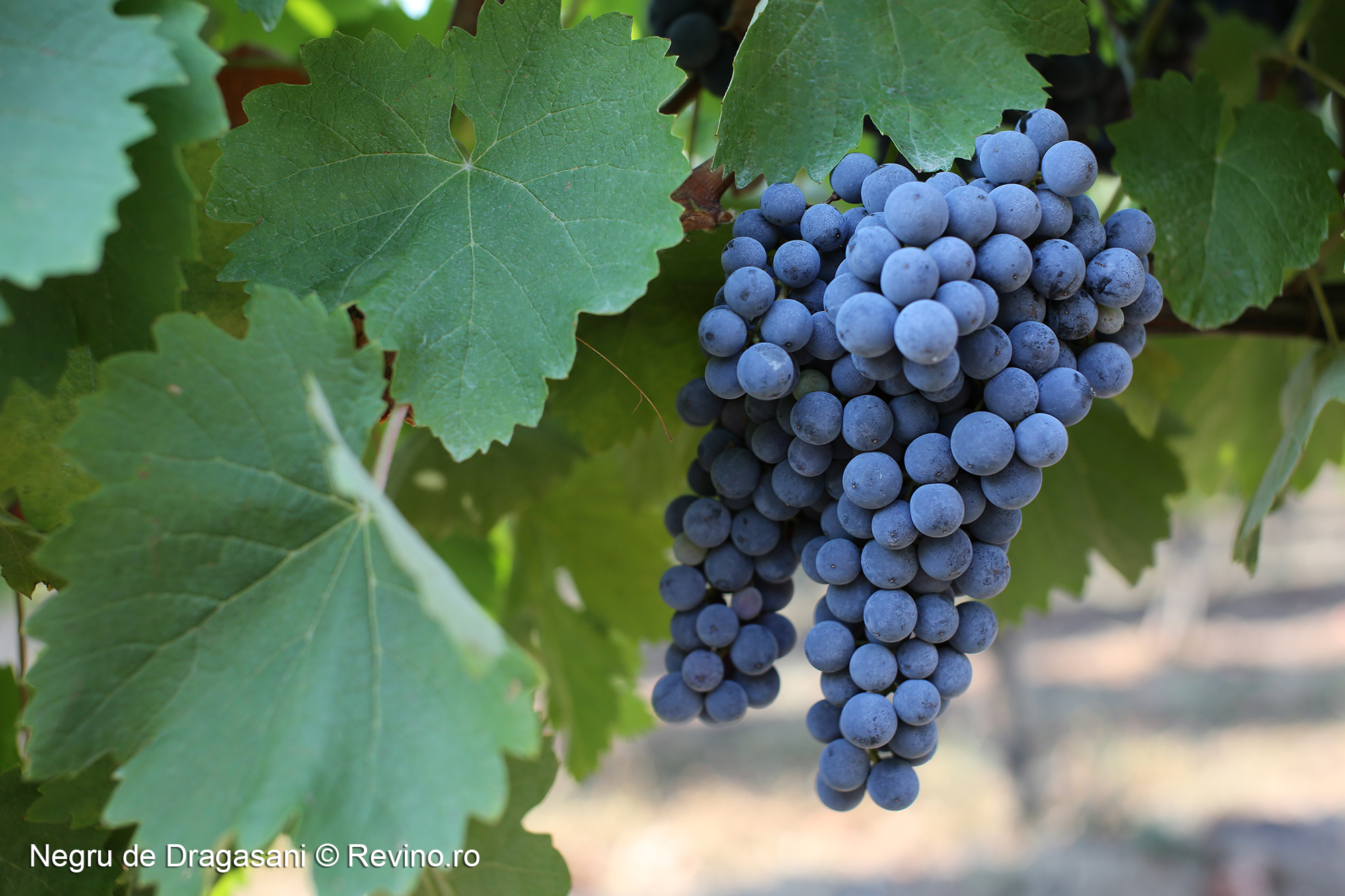 Negru de Dragasani 1