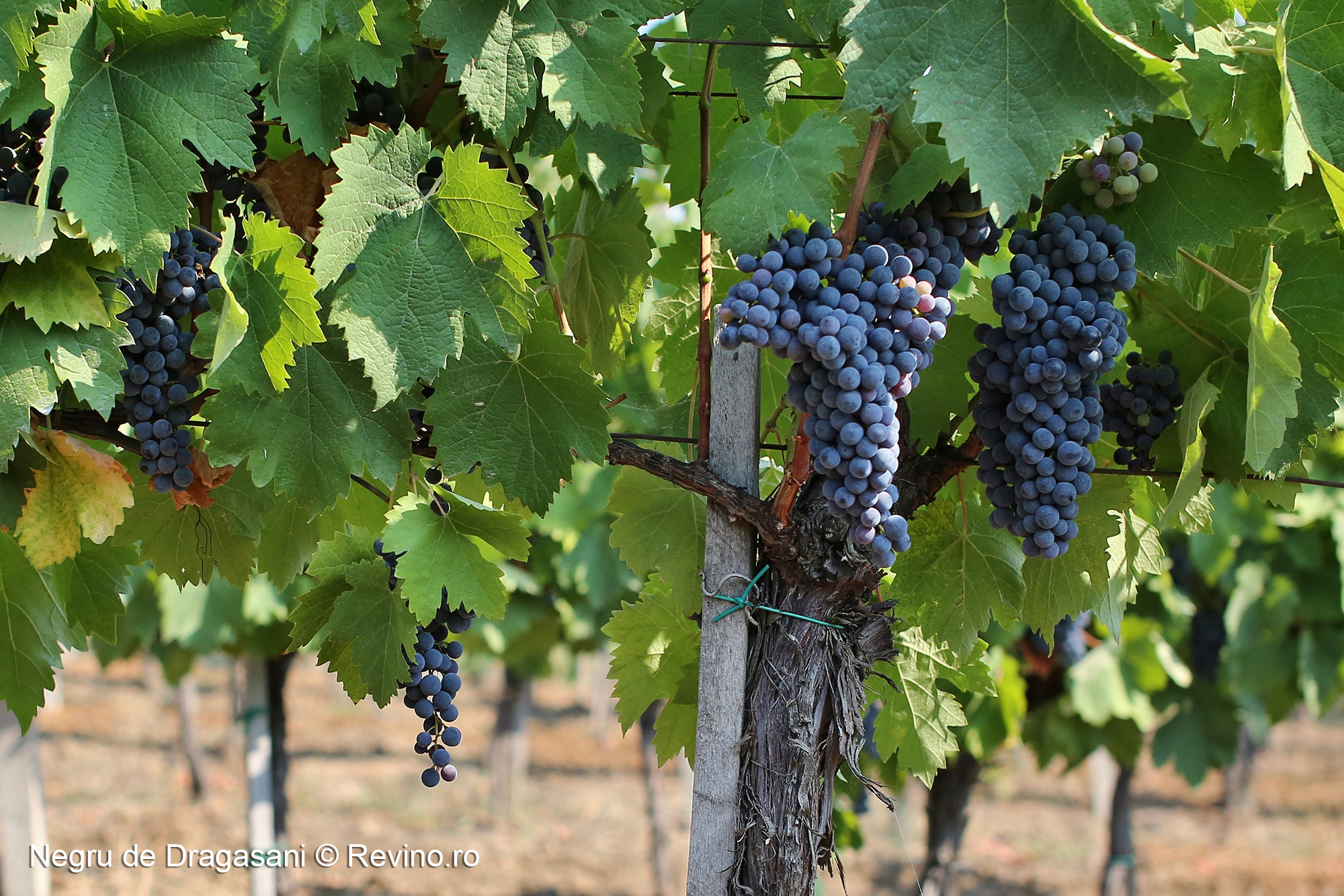 Negru de Dragasani 2