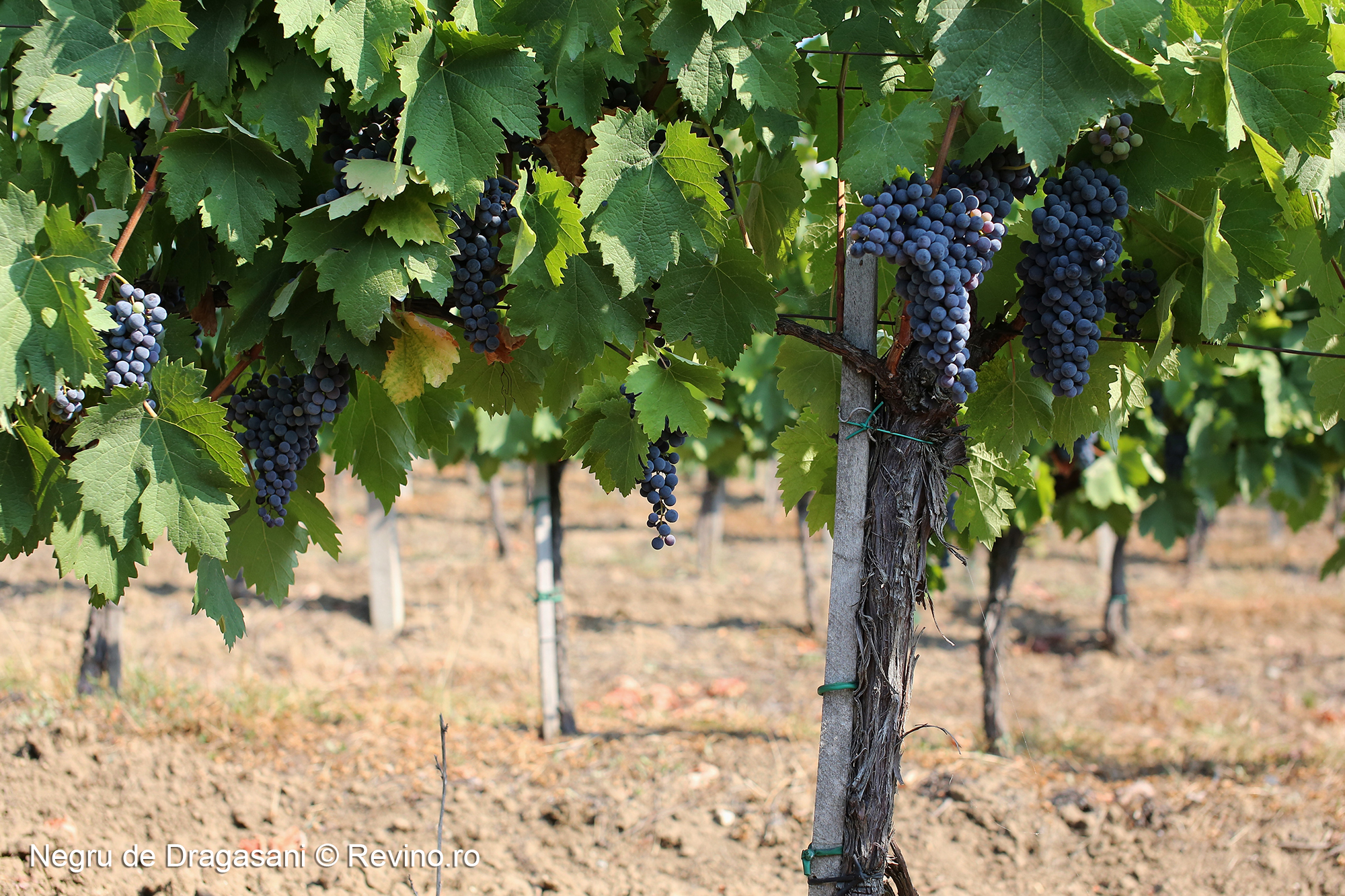 Negru de Dragasani 3