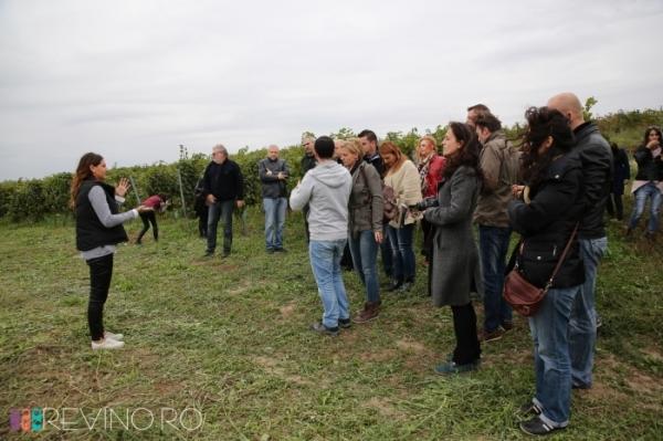 Autumn at the wineries - Dealu Mare tour