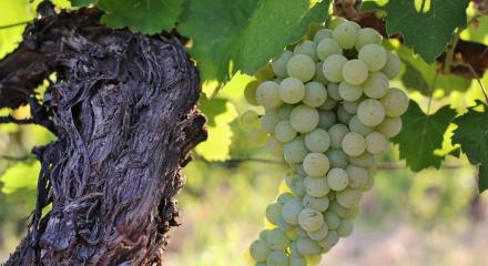 Cramposie Selectionata - Dragasani white gem