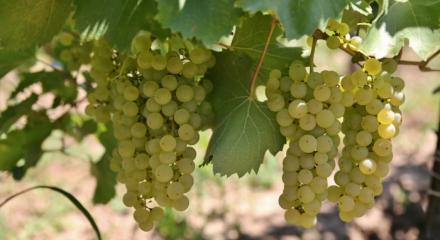 Feteasca Alba - The elegant native white