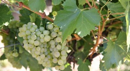 Feteasca Regala - Freshness with heritage