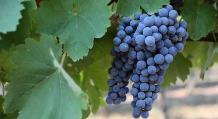 Negru de Dragasani - A signature red from Oltenia