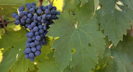 Novac - Distinctive from Dragasani vineyards