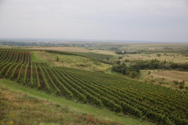 Petro Vaselo, crama cu cel mai tânăr vinificator din România, 2014