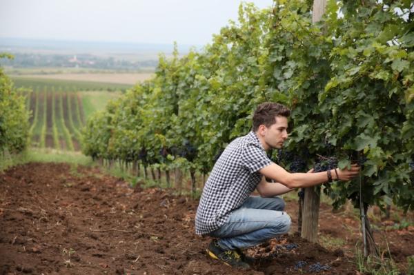 Petro Vaselo, the winery where you’ll meet the youngest wine expert in Romania