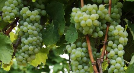 Plavaie - Moldovan white delight