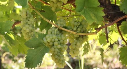 Sarba - Moldova’s crisp white treasure