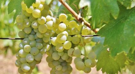 Zghihara de Husi - Freshness from Moldova